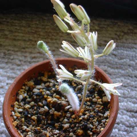 エリオスペルマム 霧氷玉/パラドクサム(Eriospermum paradoxum) 多肉