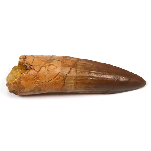 スピノサウルスの歯（Spinosaurus）｜化石販売・鉱物販売の東京サイエンス