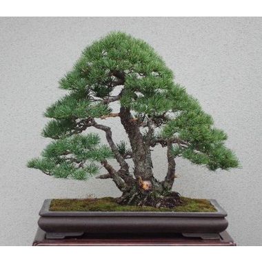 五葉松(株立）ー樹高47cm、幅60cmー和長方鉢**販売済 彩霞園｜盆栽販売