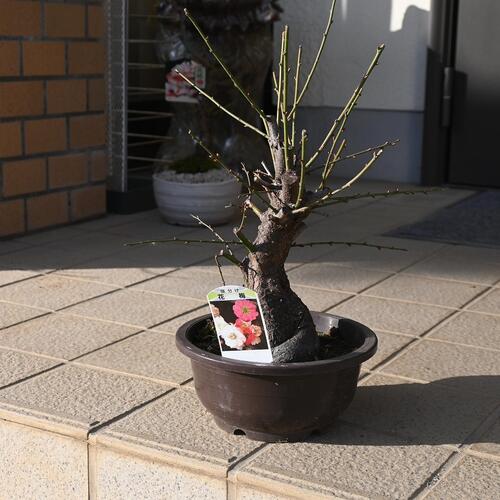 楽天市場】咲き分け梅盆栽 2026年3月頃に開花 思いのまま梅 梅盆栽