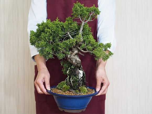 楽天市場】盆栽 真柏 石付き真柏 大型 大品盆栽 高級 プレゼント