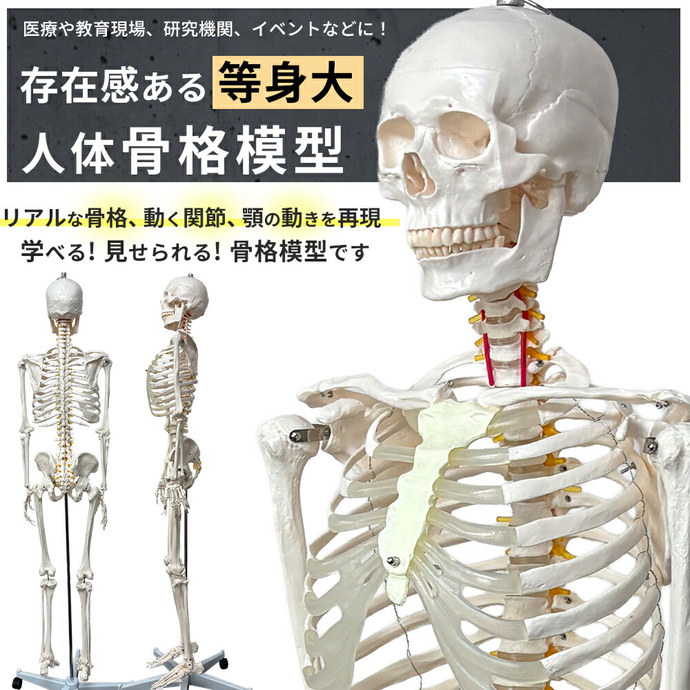 楽天市場】【楽天1位受賞】人体模型 Rohs認証品 骨格模型 等身大 全長