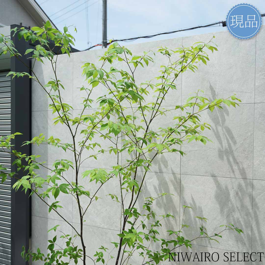 楽天市場】【現品】山採り【クロモジ】黒文字 株立ち 自然風樹形 樹高H