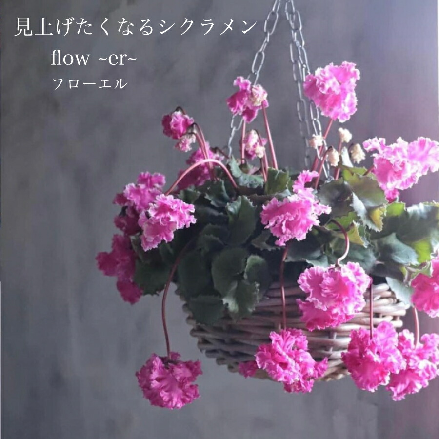 楽天市場】【訳アリ売り尽くし品！】選べる現品 シクラメン フローエル