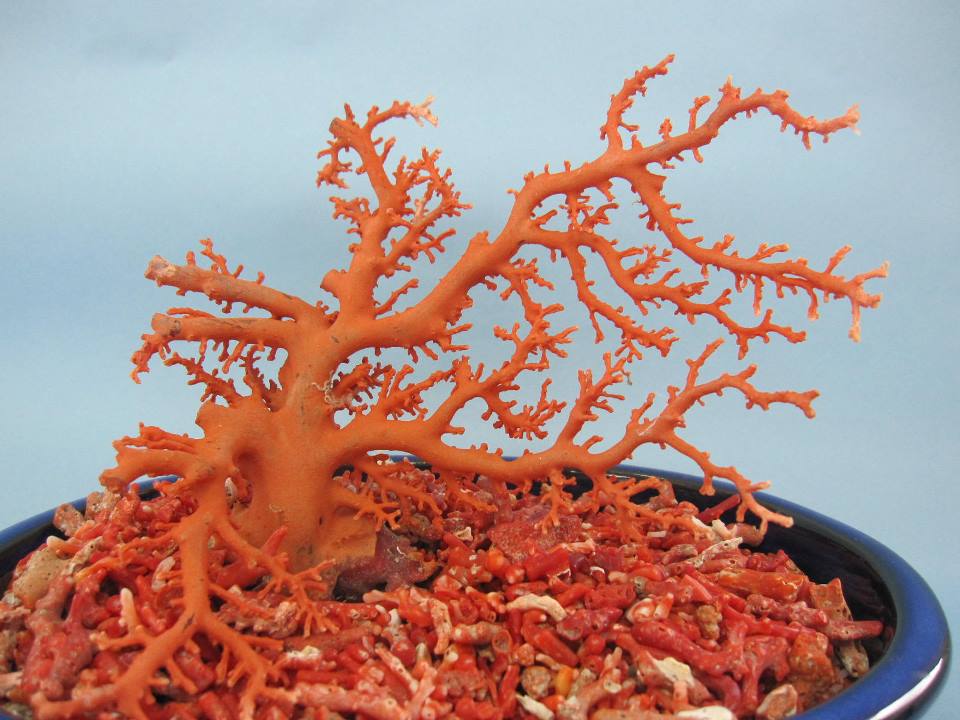 楽天市場】日本・高知沖産赤珊瑚の拝見 原木 家宝 置物 飾り 盆栽風