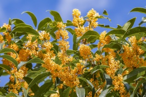 金木犀 | Corvet Photo Agency