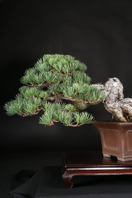 五葉松 約80年 | 雨竹亭オンラインショップ