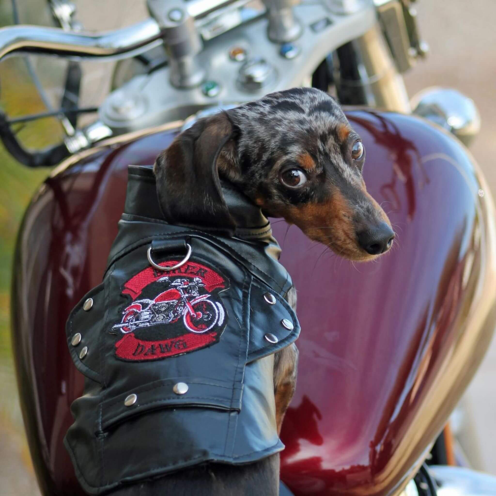 Biker Dawg Motorcycle Dog Jacket - Black Faux Leather
