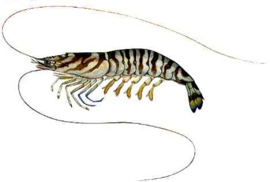 クルマエビ ｜ 大阪湾のさかな図鑑 ｜ 図鑑 ｜ 大阪府立環境農林水産