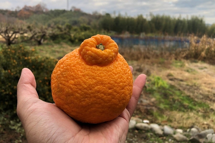 やっちょん広場 松本さん家の柑橘 不知火 訳あり サイズ不揃い 約