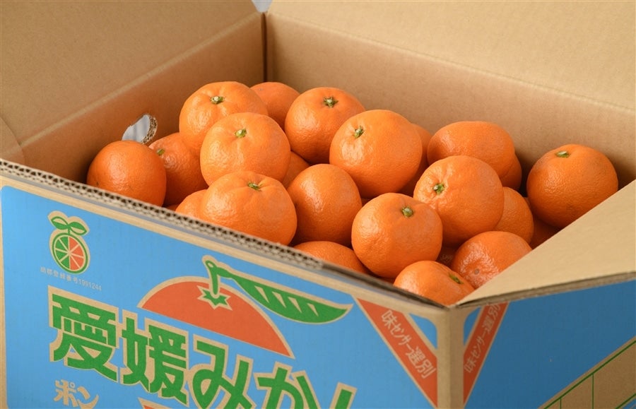 SU－10】温州みかん約10kg（秀S～L）JAおちいまばり