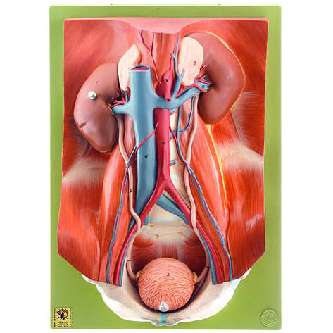 人体模型 泌尿器模型/4分解 ソムソ社
