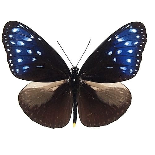 アカエリトリバネアゲハ , アゲハ蝶科標本 , 蝶の標本 販売・通販の