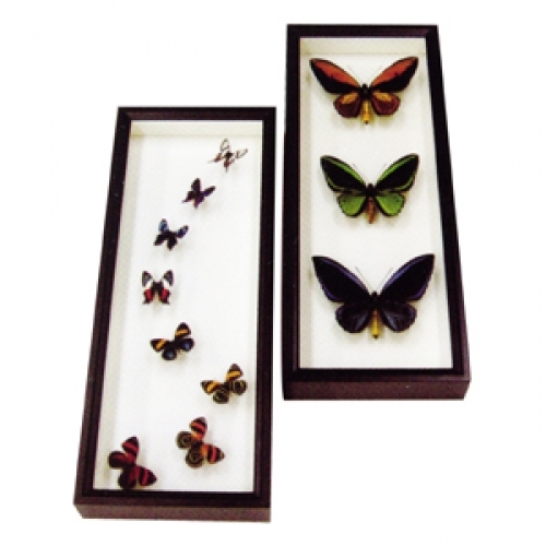 木箱標本ワイド , 蝶の標本 販売・通販のNatureShop|モルフォや