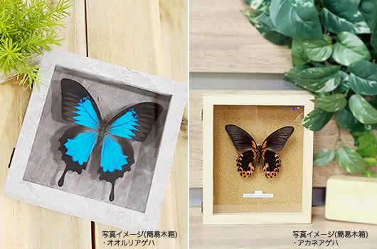 ヒイロツマベニ , 蝶の標本 販売・通販のNatureShop|モルフォや