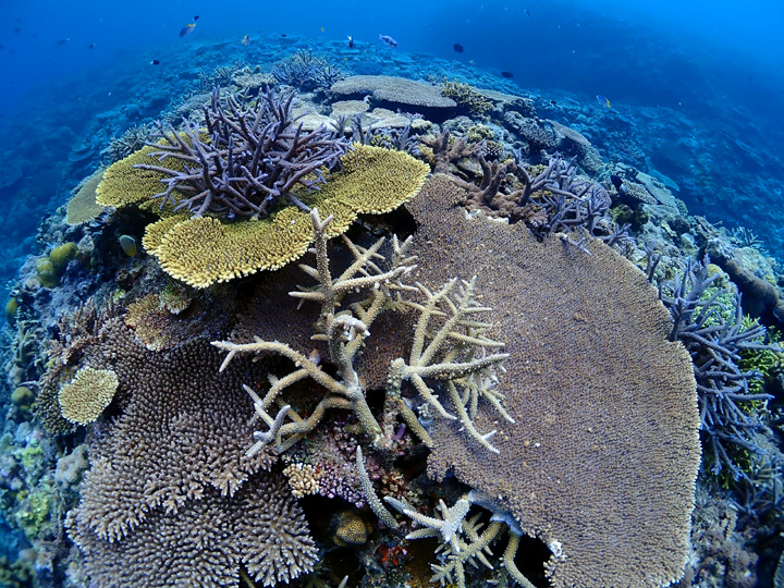 珊瑚の日リハーサル みうらログ | シーサー阿嘉島「うみ日記」