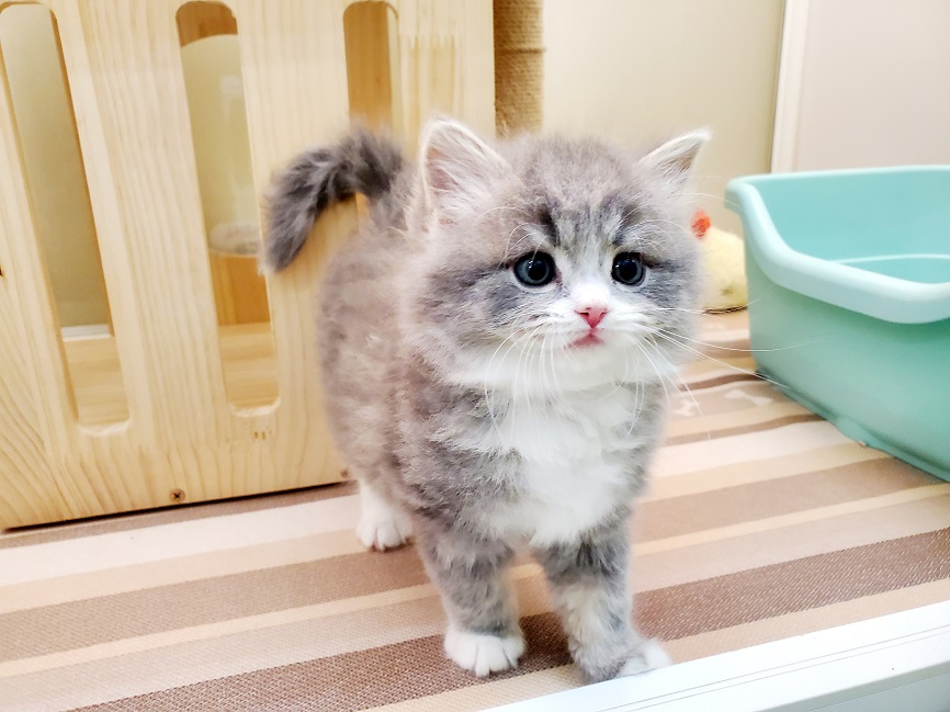 スコティッシュ・フォールド｜ペット検索｜ペット大好き！