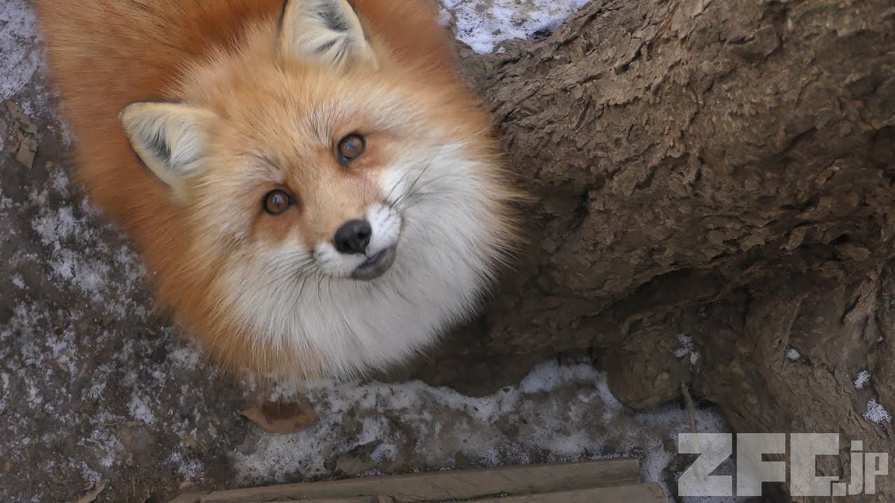 キツネの餌やり体験 (宮城蔵王キツネ村) 2018年1月21日 | ZFC.jp