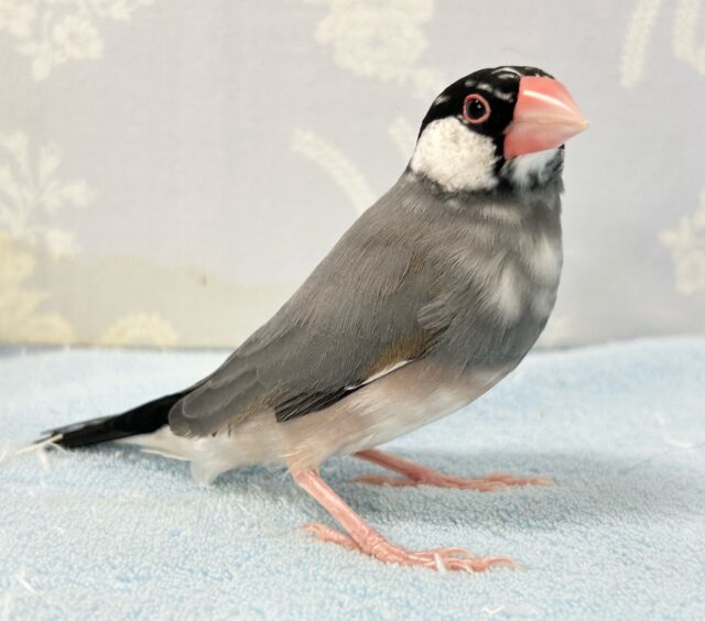 ❣️最新画像❣️白黒の水玉模様がとっても可愛い🥰‪‎🤍‬‪⋆͛*͛桜文鳥‬