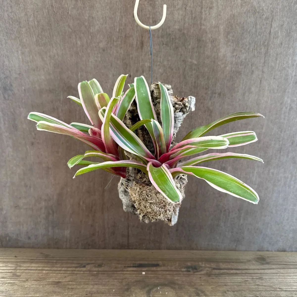 2026年最新】珍しいタンクブロメリアの人気アイテム - メルカリ