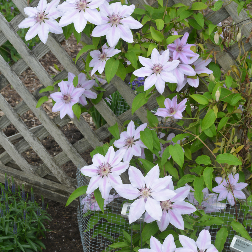 Nelly Moser Clematis | Indy Plants