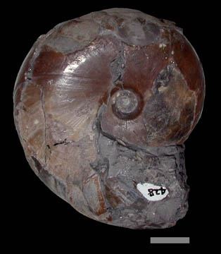 デスモセラス科のアンモナイト