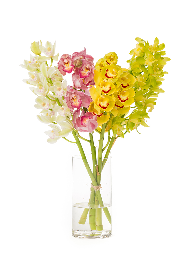 生花】シンビジウム カクテルミックス【60cm/徳島県】｜Flower Smith