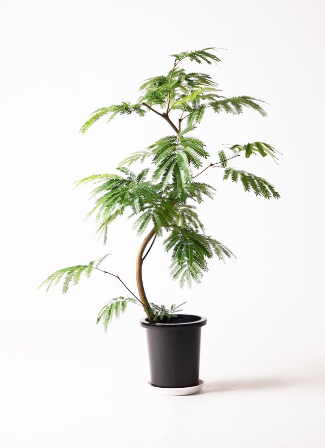 観葉植物 エバーフレッシュ 8号 曲り サブリナ 白 付き | 観葉植物なら