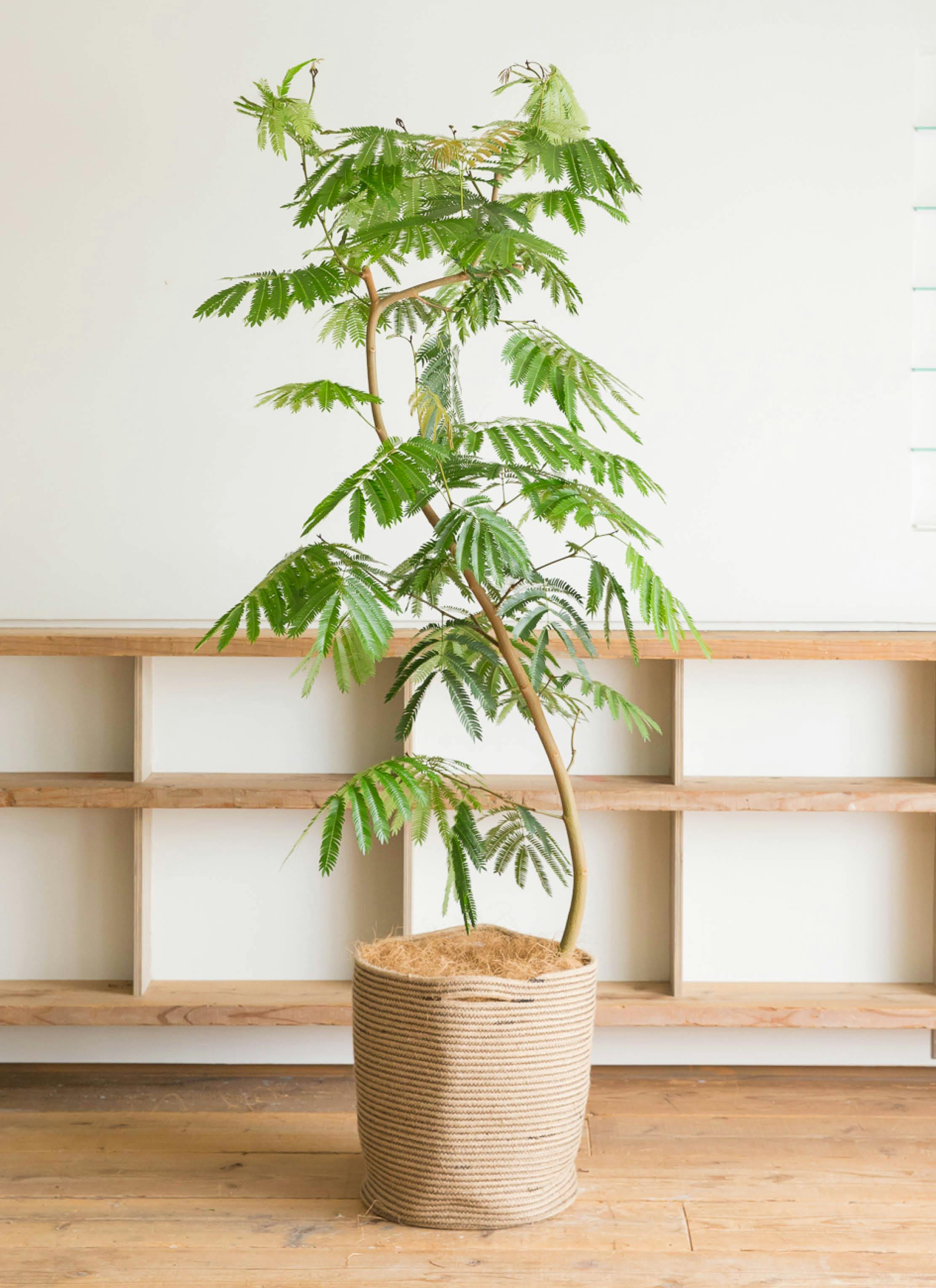 エバーフレッシュ 10号 曲がり | HitoHana（ひとはな）