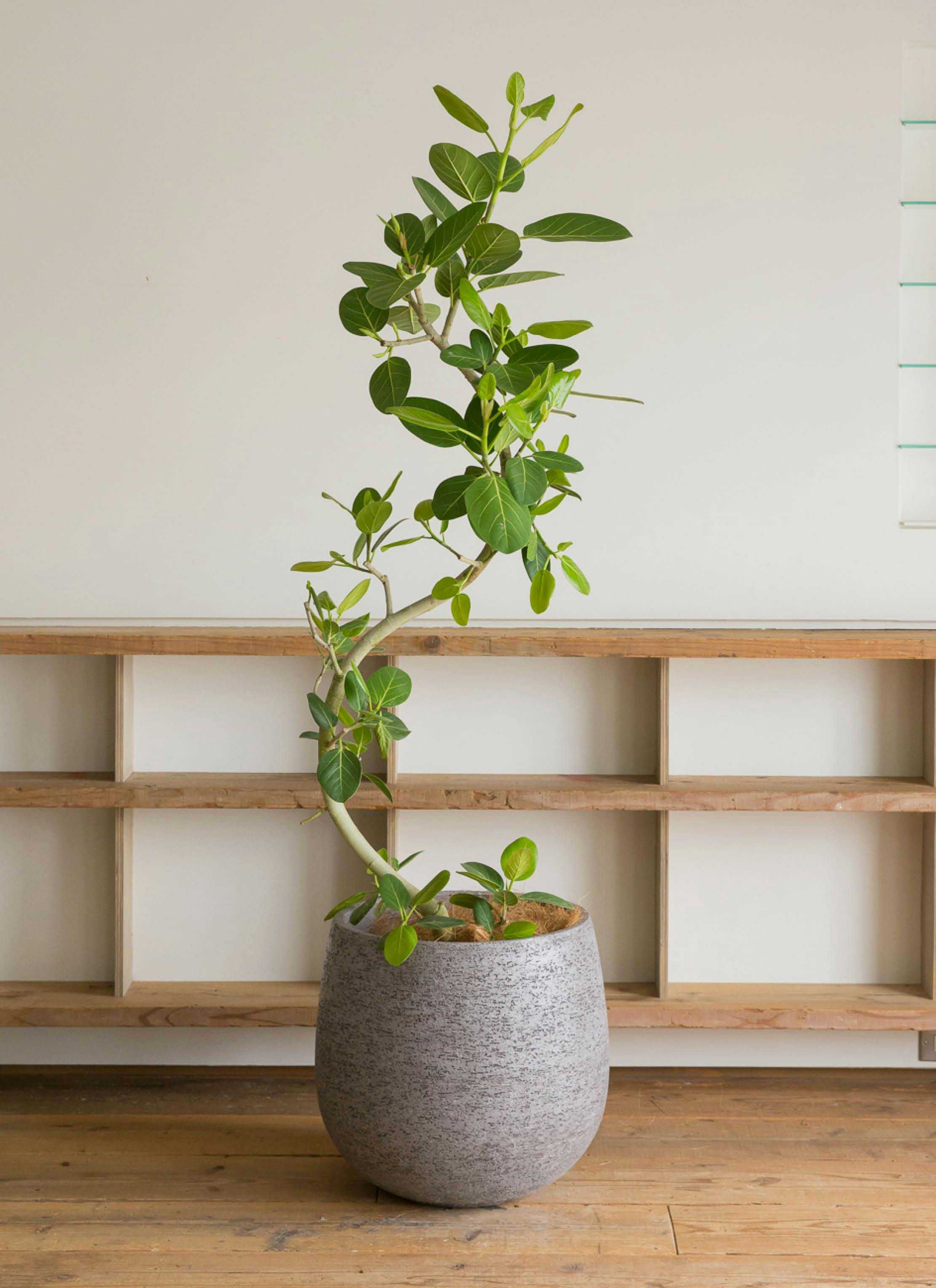 観葉植物 フィカス ベンガレンシス 10号 曲り エコストーンGray 付き