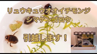 リュウキュウオオイチモンジシマゲンゴロウの引っ越し - YouTube