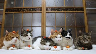 さくらんぼ のせ猫 250719 - YouTube