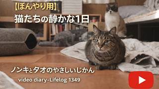 ぼんやり用】猫たちの静かな1日 ノンキとタオのやさしいじかん video