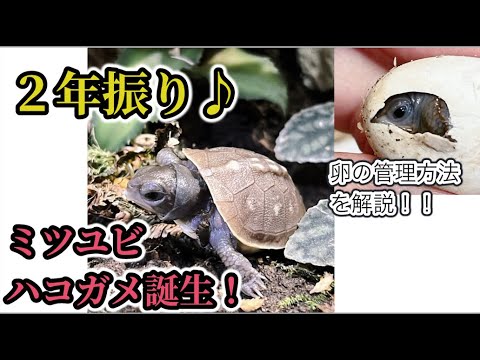 A three-toed box turtle is born after two years! ~ Kamezo☆Channel