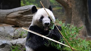 2025.08.23 今日のパンダ（3931日目）[8K] - YouTube