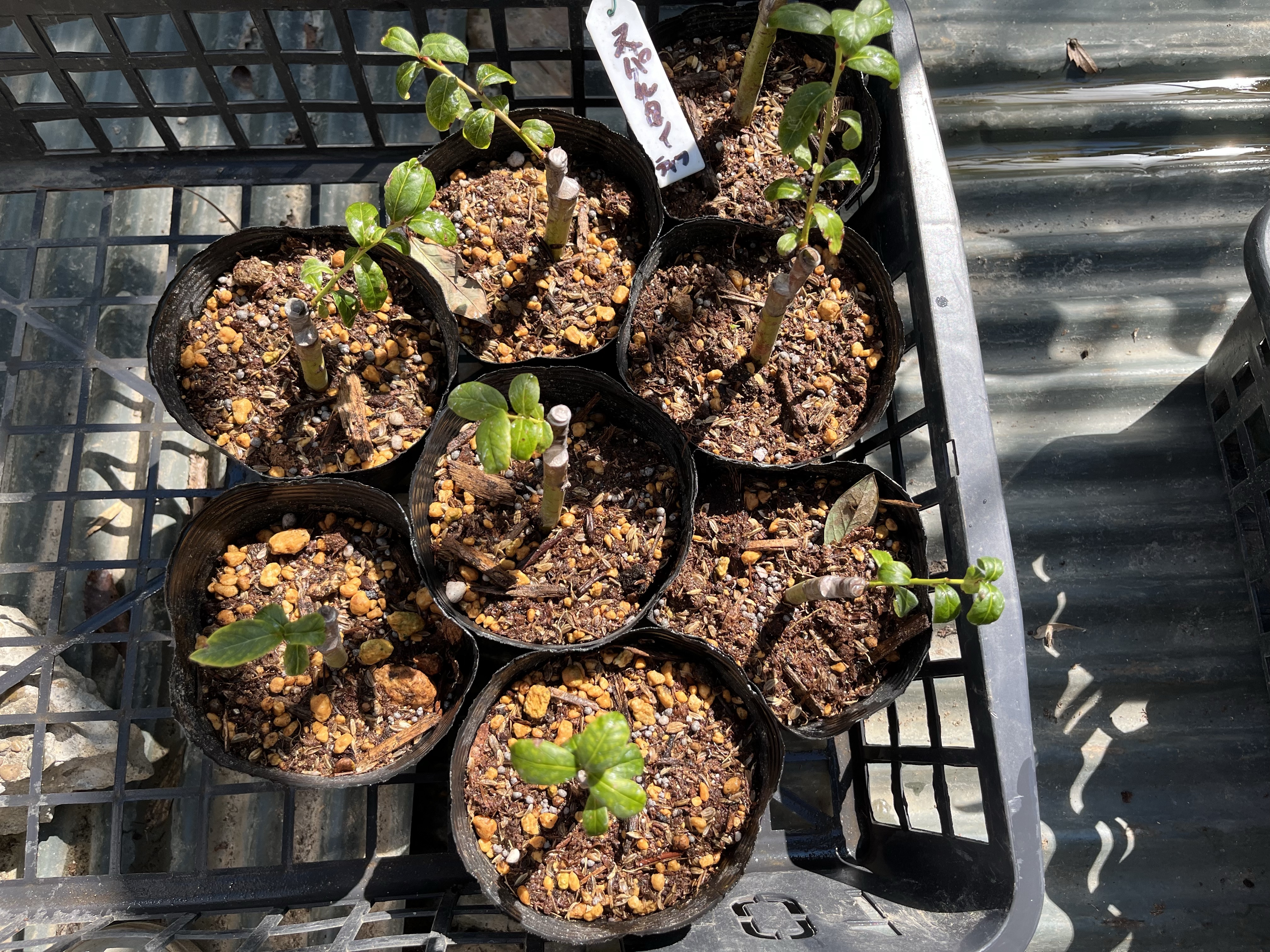 ブルーベリーの接木挿し100本 | 藤崎ブルーベリーファーム