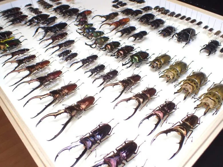 昆虫標本の作成方法 | わたくわの飼育記
