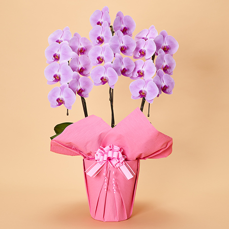 本格胡蝶蘭3本立 | お祝いの花商品 | 【電報サービス】VERY CARD