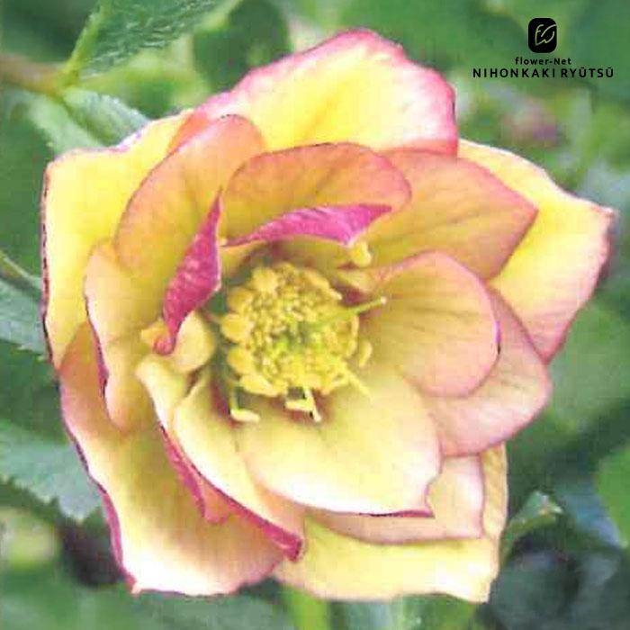 クリスマスローズ苗 ダブル イエローピコティ 杉山交配 9cmポット