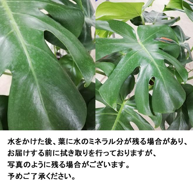 観葉植物 モンステラ6号鉢 人気 ランキング : 観葉植物の生産直売 幸せ