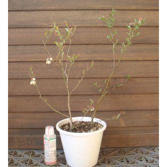 ブルーベリー苗木 苗 ブルーベリーの木 鉢植え ブルーベリー2本セット