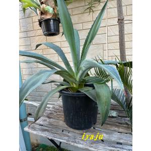 ビロウヤシ 10号 耐寒性ヤシ オシャレな観葉植物 ドライガーデン 新築