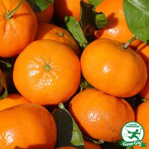 □優良2年生大苗□ みかん 苗木 【麗紅 （れいこう） ［登録品種］】 2