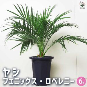 鉢花 観葉植物：フィリカ プベッセンス ワフトフェザー ハイドラ*7号