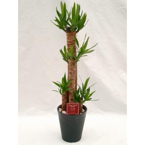 ユッカ・エレファンティペス 8号（8寸鉢） 青年の木と呼ばれる