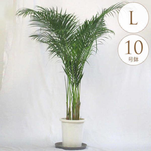 観葉植物 10号 アレカヤシ」の人気商品一覧 | 安い商品を通販サイト
