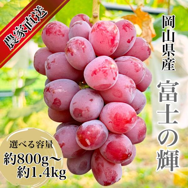 ぶどう専門農家直送】希少品種 富士の輝 2房詰め 約800g〜約1.4kg