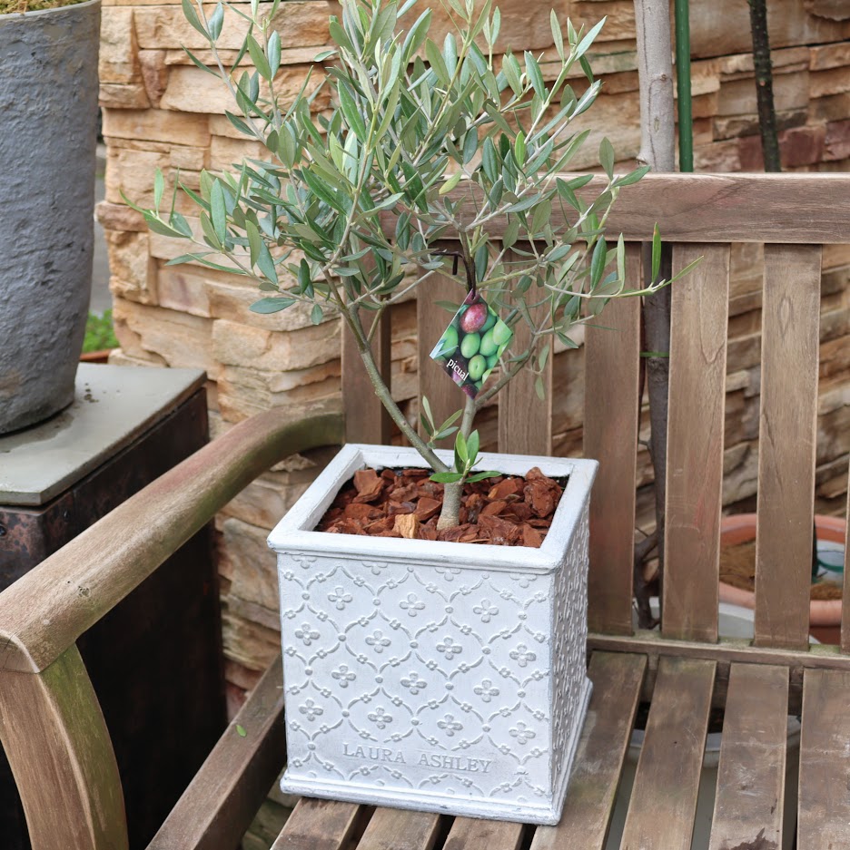 Laura Ashley – 福井のフラワーショップ「開花園」