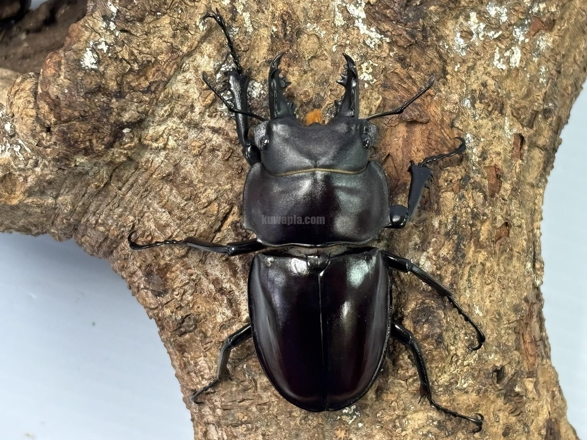 ヤエヤママルバネクワガタペア | くわかぶプラネット