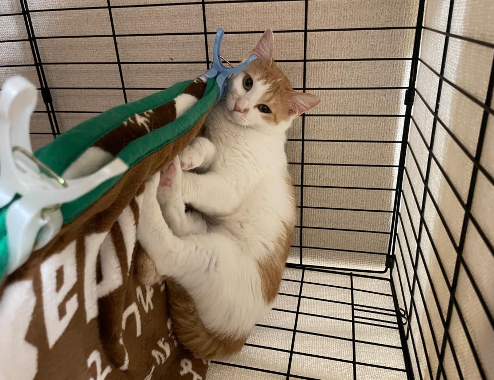 左耳桜カットの茶白メス猫を探してます